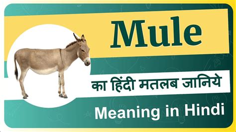 mule meaning in tagalog|Mule in Filipino .